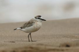 Sieweczka białoczelna - Charadrius marginatus - White-fronted Plover