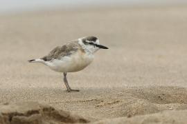 Sieweczka białoczelna - Charadrius marginatus - White-fronted Plover
