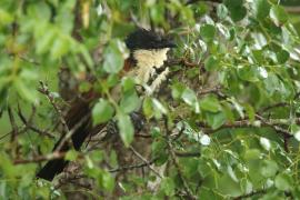 Kukal białogardły - Centropus superciliosus burchellii - Burchell's Coucal