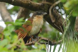 Kukal białogardły - Centropus superciliosus burchellii - Burchell's Coucal