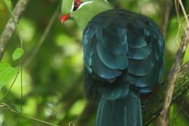 Turak ostroczuby - Tauraco livingstonii - Livingstone's Turaco