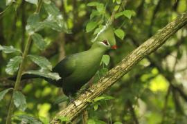 Turak ostroczuby - Tauraco livingstonii - Livingstone's Turaco