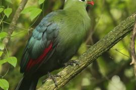 Turak ostroczuby - Tauraco livingstonii - Livingstone's Turaco