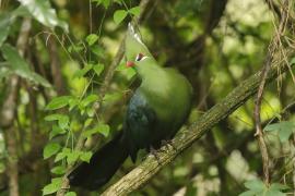 Turak ostroczuby - Tauraco livingstonii - Livingstone's Turaco