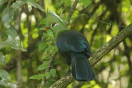 Turak ostroczuby - Tauraco livingstonii - Livingstone's Turaco