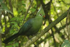 Turak ostroczuby - Tauraco livingstonii - Livingstone's Turaco