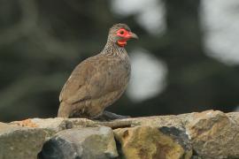 Szponiastonóg brunatny - Pternistis swainsonii - Swainson's Francolin