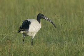 Ibis czczony - Threskiornis aethiopicus - Sacred Ibis