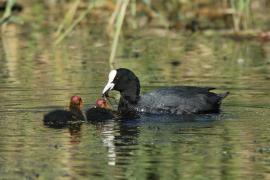 Łyska - Fulica atra - Common Coot