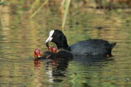 Łyska - Fulica atra - Common Coot