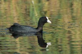 Łyska - Fulica atra - Common Coot
