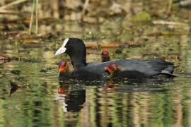 Łyska - Fulica atra - Common Coot