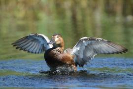 Głowienka - Aythya ferina - Common Pochard