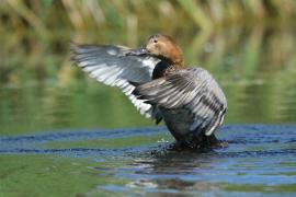 Głowienka - Aythya ferina - Common Pochard