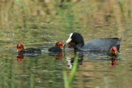 Łyska - Fulica atra - Common Coot