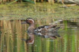 Cyranka - Spatula querquedula - Garganey