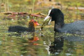 Łyska - Fulica atra - Common Coot