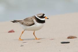Sieweczka obrożna - Charadrius hiaticula - Common Ringed Plover