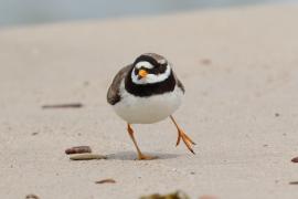Sieweczka obrożna - Charadrius hiaticula - Common Ringed Plover
