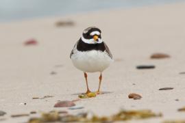 Sieweczka obrożna - Charadrius hiaticula - Common Ringed Plover