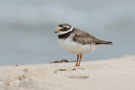 Sieweczka obrożna - Charadrius hiaticula - Common Ringed Plover