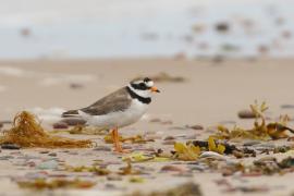 Sieweczka obrożna - Charadrius hiaticula - Common Ringed Plover