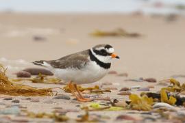 Sieweczka obrożna - Charadrius hiaticula - Common Ringed Plover
