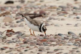 Sieweczka obrożna - Charadrius hiaticula - Common Ringed Plover