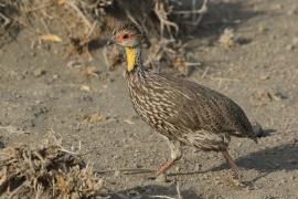 Szponiastonóg żółtogardły - Pternistis leucoscepus - Yellow-necked Spurfowl