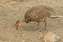 Szponiastonóg żółtogardły - Pternistis leucoscepus - Yellow-necked Spurfowl