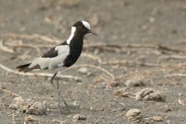 Czajka srokata - Vanellus armatus - Blacksmith Lapwing