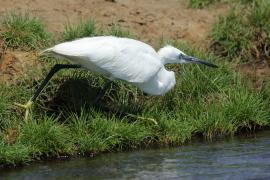 Czapla nadobna - Egretta garzetta - Little Egret