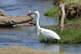 Czapla nadobna - Egretta garzetta - Little Egret