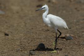 Czapla nadobna - Egretta garzetta - Little Egret