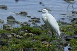 Czapla nadobna - Egretta garzetta - Little Egret