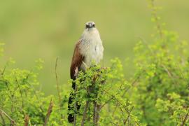 Kukal białobrewy - Centropus superciliosus - White-browed Coucal