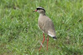 Czajka koroniasta - Vanellus coronatus - Crowned Lapwing