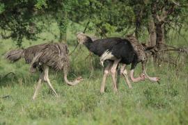 Struś czerwonoskóry - Struthio camelus - Common Ostrich