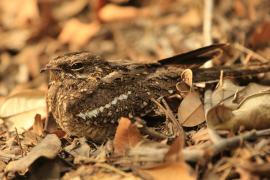 Lelek wysmukły - Caprimulgus clarus - Slender-tailed Nightjar