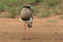Czajka koroniasta - Vanellus coronatus - Crowned Lapwing