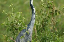 Czapla czarnogłowa - Ardea melanocephala - Black-headed Heron