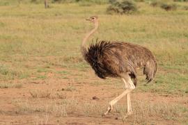 Struś czerwonoskóry - Struthio camelus - Common Ostrich