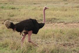 Struś czerwonoskóry - Struthio camelus - Common Ostrich