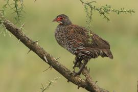 Szponiastonóg smugowany - Pternistis rufopictus - Grey-breasted Spurfowl