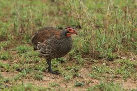Szponiastonóg smugowany - Pternistis rufopictus - Grey-breasted Spurfowl