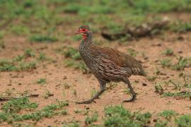Szponiastonóg smugowany - Pternistis rufopictus - Grey-breasted Spurfowl