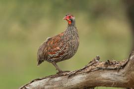 Szponiastonóg smugowany - Pternistis rufopictus - Grey-breasted Spurfowl