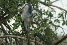 Czapla czarnogłowa - Ardea melanocephala - Black-headed Heron