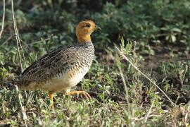 Frankolin jasnogłowy - Peliperdix coqui  - Coqui Francolin