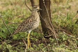 Kulon plamisty - Burhinus capensis - Spotted Thick-knee